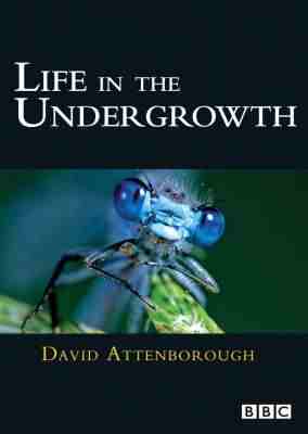 BBC：灌丛下的生命 LIFE IN THE UNDERGROWTH‎ (2005) 2碟 高清版 豆瓣9.5  